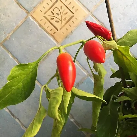 アパート Sebeto Toledo *